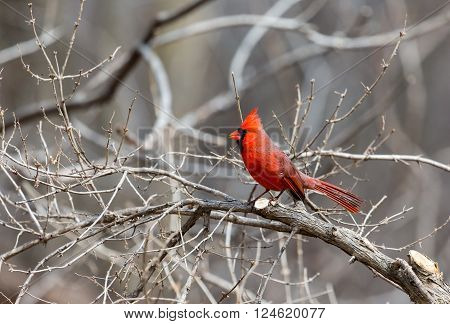 The northern cardinal is a North American bird in the genus Cardinalis; it is also known colloquially as the redbird or common cardinal.During courtship, the male feeds seed to the female beak-to-beak