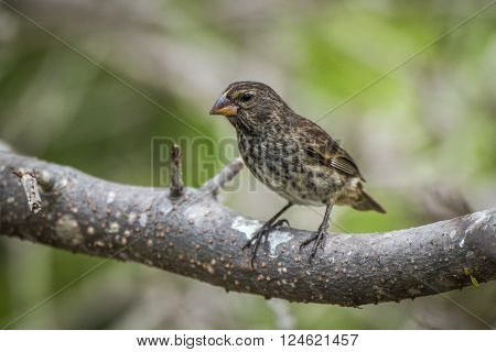 Vegetarian finch perched on thick tree branch