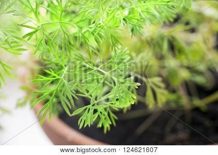 Anethum Graveolens young Dill sprouts in a pot
** Note: Soft Focus at 100%, best at smaller sizes