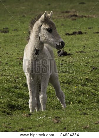 wild horses near merfeld in the german muensterland