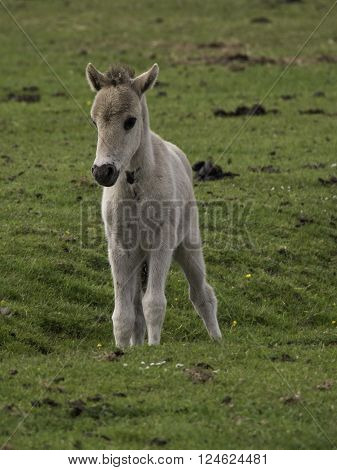 wild horses near merfeld in the german muensterland
