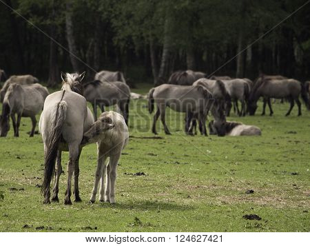wild horses near merfeld in the german muensterland
