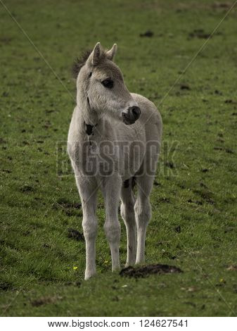 wild horses near merfeld in the german muensterland