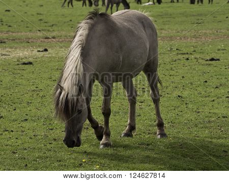 wild horses in the german muensterland near merfeld