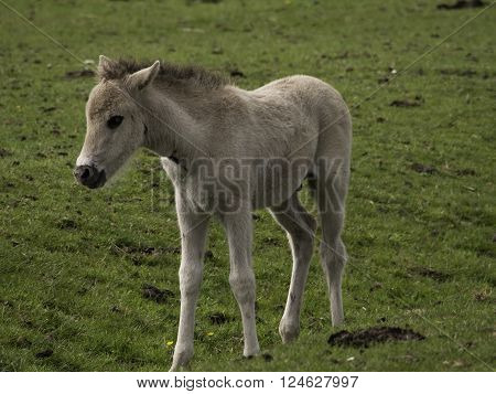 wild horses in the german muensterland near merfeld