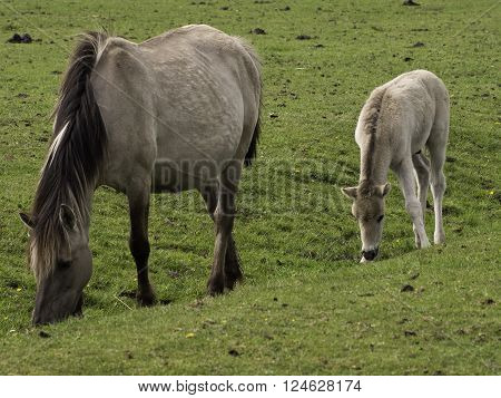 wild horses in the german muensterland near merfeld