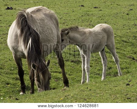 wild horses in the german muensterland near merfeld