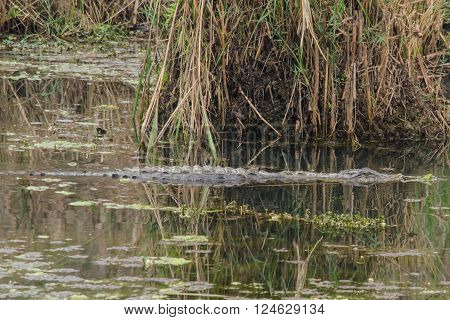 crocodiles or true crodiles are large aquatic reptiles order Crocodilia which includes Tomistoma the alligators and caimans the gharials and all other living and fossil