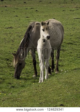 wild horses in the german muensterland near merfeld