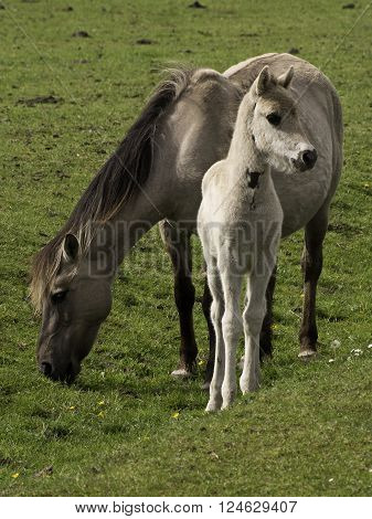 wild horses in the german muensterland near merfeld