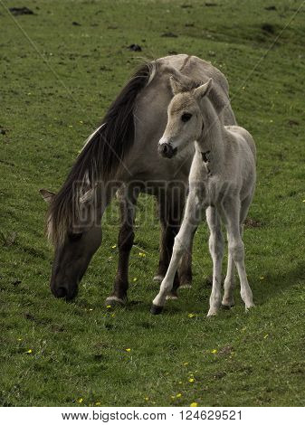 wild horses in the german muensterland near merfeld