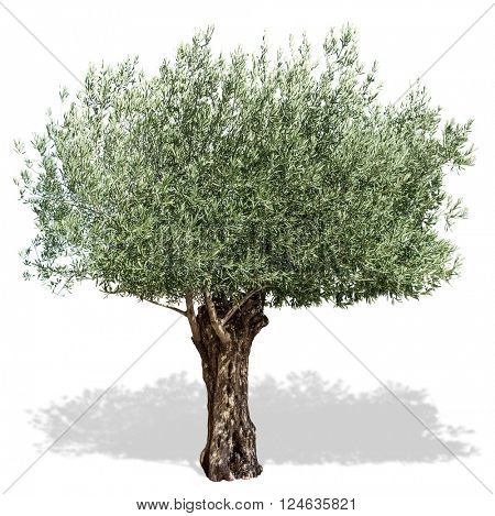 Olive tree  on a white background. Clipping path.