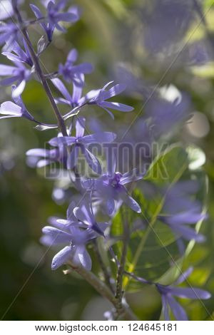 Petrea Volubilis Flowers