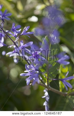 Petrea Volubilis Flowers