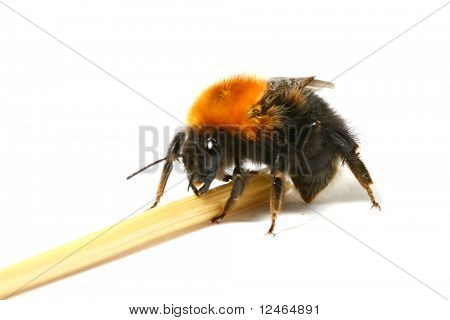 Bumble bee