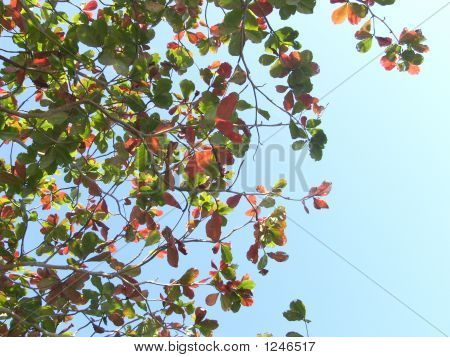 Leaf baggrund