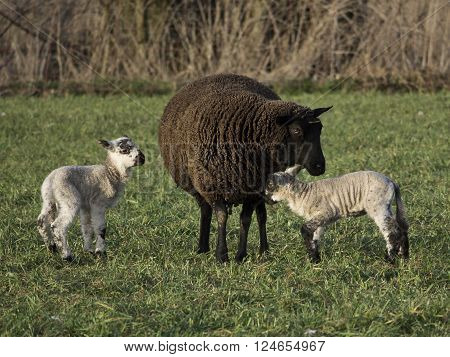 sheeps an lambs in the german muensterland