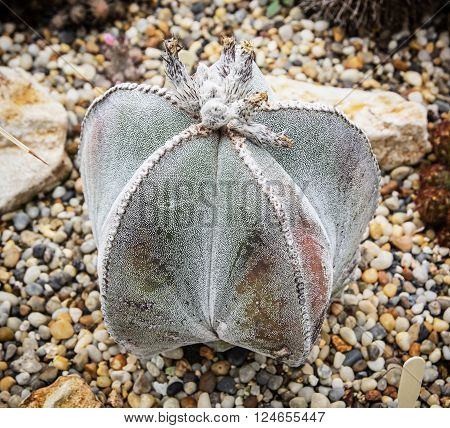 Detail of Astrophytum myriostigma cactus. Gardening theme. Beauty in nature.