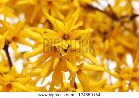 Yellow spring floral backgound. Fortsythia bush close up
** Note: Shallow depth of field