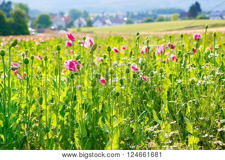 Pink blooming poppy, huge field of blossoming flowers on sunny summer day