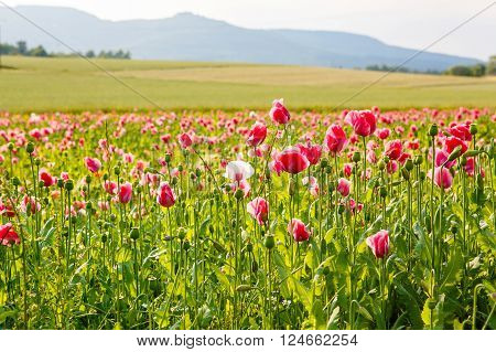 Pink blooming poppy, huge field of blossoming flowers on sunny summer day
