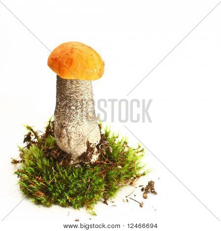 bolete