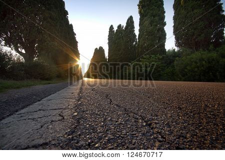 Italy, Tuscany, Castagneto Carducci, Bolgheri, Road And Cypresses
