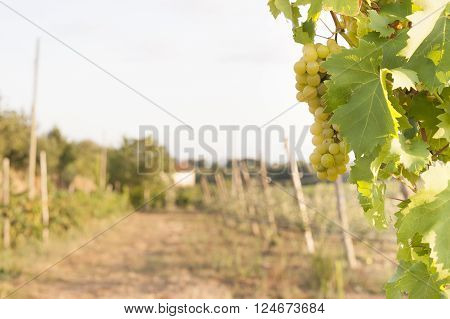 bunch of white grapes on its branch