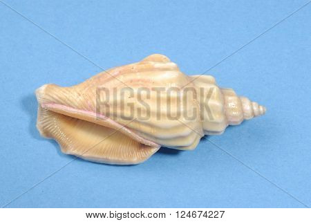 Sea shell, photographed in the studio in blue background