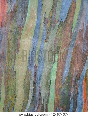 Tree bark texture background of Eucalyptus deglupta