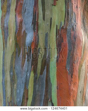 Colorful Eucalyptus deglupta tree bark texture background