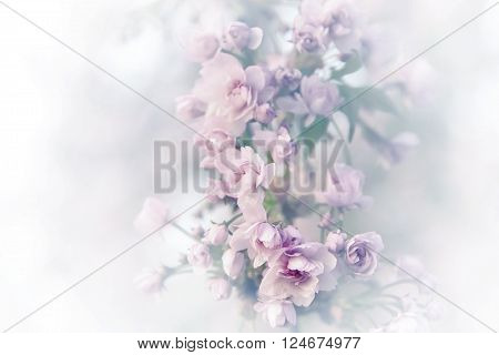 Spring sakura blossoms. Vintage abstract background image.