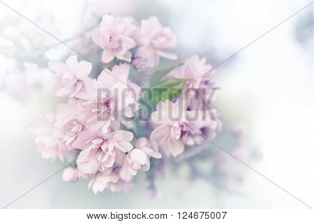 Spring sakura blossoms. Vintage abstract background image.