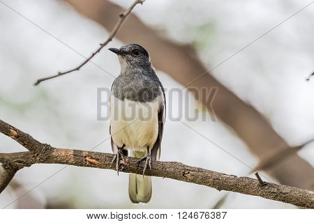 Oriental magpie-robin is a small passerine bird that was formerly classed as a member of the thrush family Turdidae but now considered an Old World flycatcher