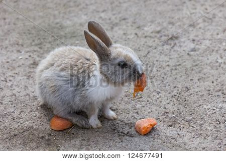 Cottontail bunny rabbit eating carrot  in the garden