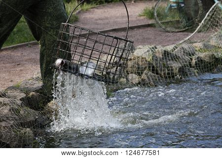the fisherman pulls out a trout a net from a pond in clear summer day