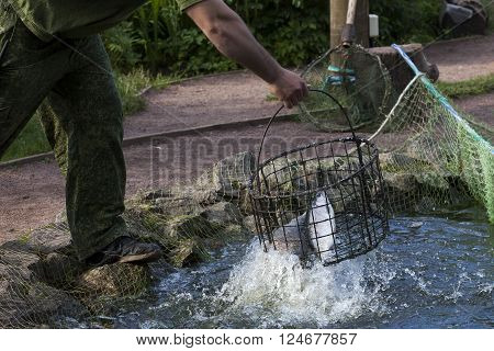 the fisherman pulls out a trout a net from a pond in clear summer day