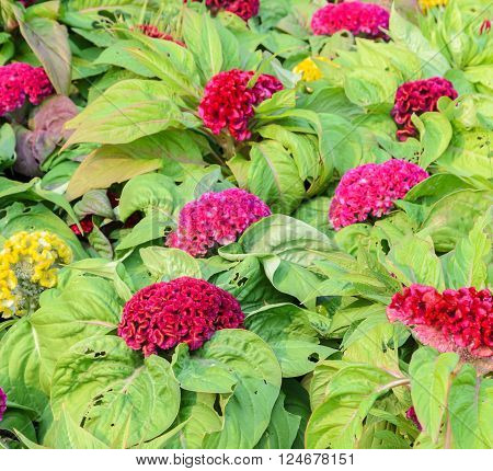 Colorful Cockscomb flower or Celosia cristata flower in the garden