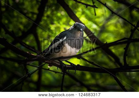 Oriental magpie-robin is a small passerine bird that was formerly classed as a member of the thrush family Turdidae but now considered an Old World flycatcher