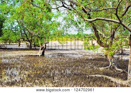 mangrove swamp at low tide in Thailand