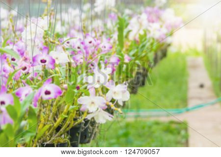 Orchid farm blurred for agriculture background design