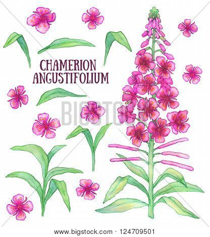 Fireweed chamerion angustifolium  rosebay willowherb aquarelle illustration