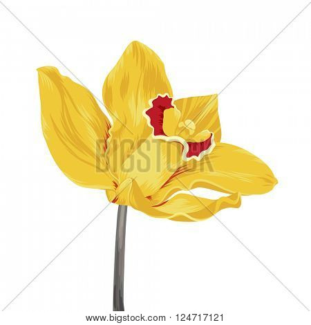 single yellow orchid flower isolated on white