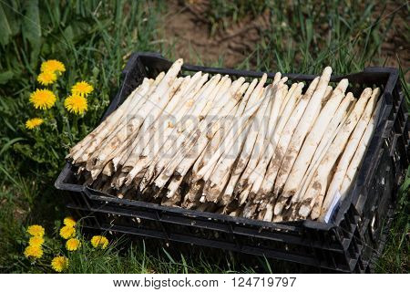 white Asparagus in a box - stand in a meadow