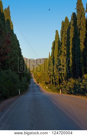 Italy, Tuscany, Castagneto Carducci, Bolgheri, Road And Cypresses