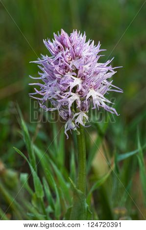 Wild flower pink orchid close-up on a background of grass