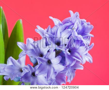 beautiful fresh blue hyacinth flower on red background