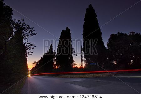 The cypress avenue of the old town of Bolgheri, night shot