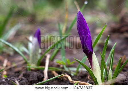 Spring flowers in the forest , on the morning rasvete