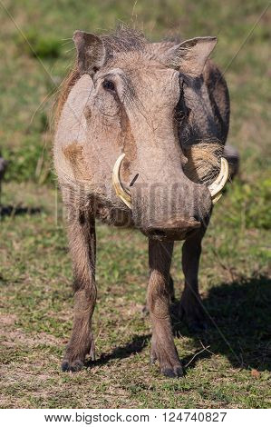 Wathog with sharp tusks and coarse body hair